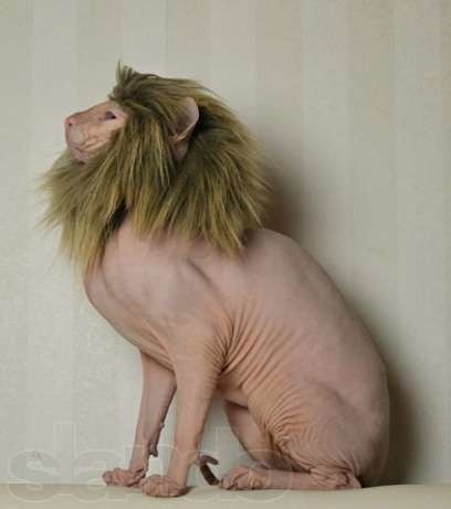 Алла Бурнос