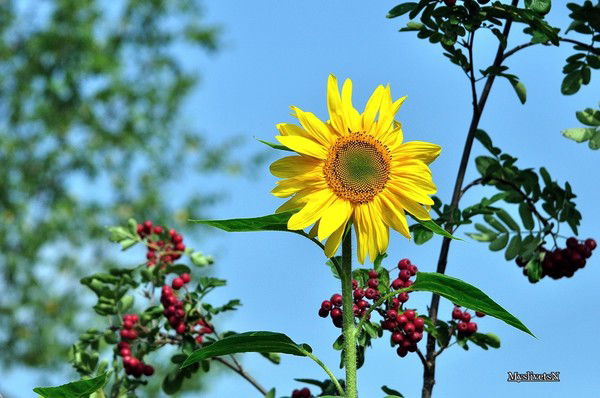 Ирина Викторовна