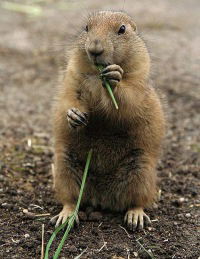 Suslik Хомячков