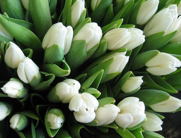 Афуза Еркимбекова