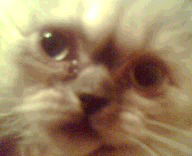 Сергей Гелих