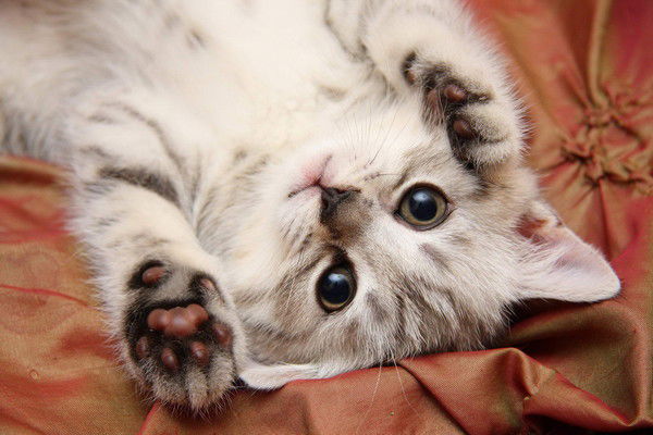 Катерина Тихонова