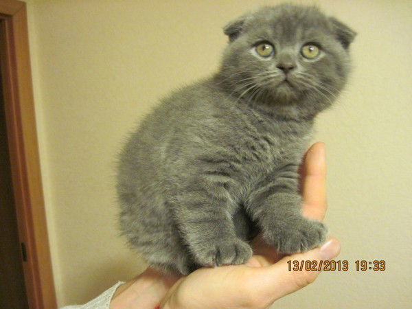 Анастасия Коршакова