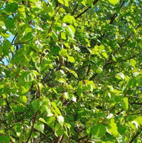 Любовь Хромова