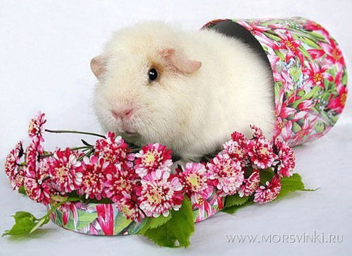 Михаил Зиновьев