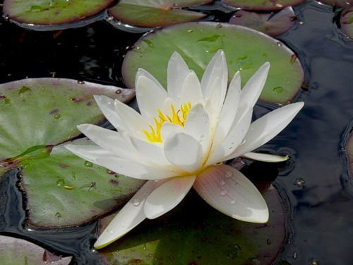 Елена Сударкина