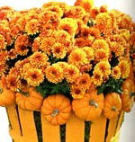 Зухра Зухра