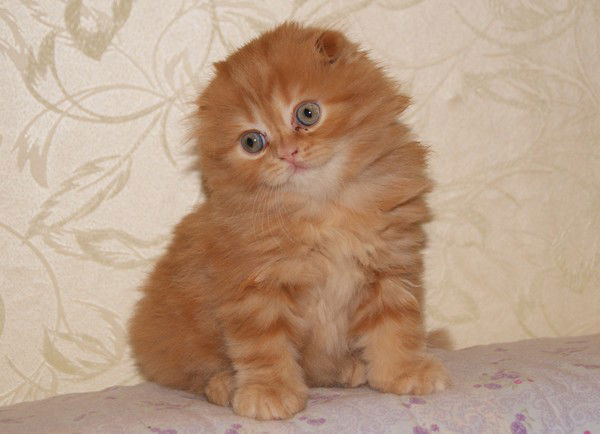 Ирина Бровко