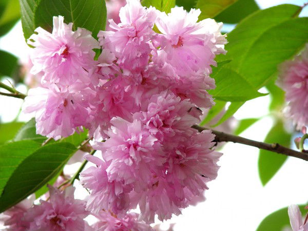 Оао Спп Нарвское