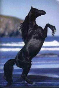 Александр Морев