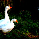 Н Б