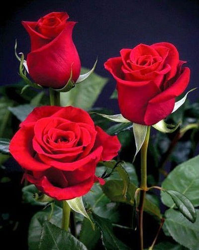 Ксенія Брус