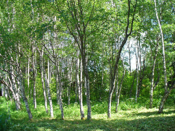 Светлана Лукьянова