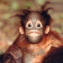 Виталик Корабко