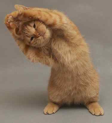 Эрнат Эрнат