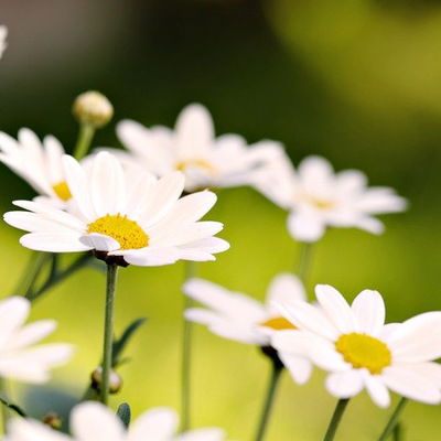 Алёна Прекрасная