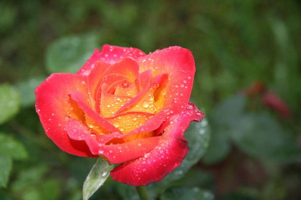 Наташа Иванова