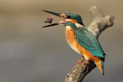 Fahriddin Dadamirzaev