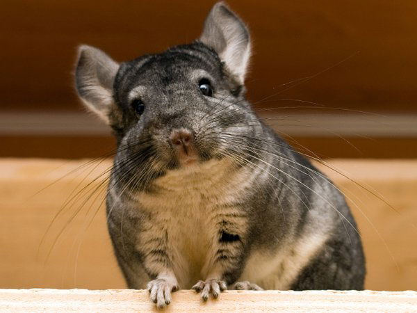 Виктория Красивая