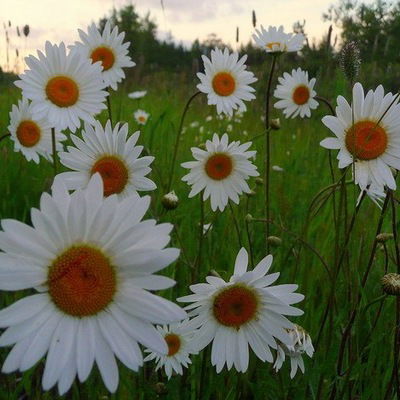 Леонид Москвин