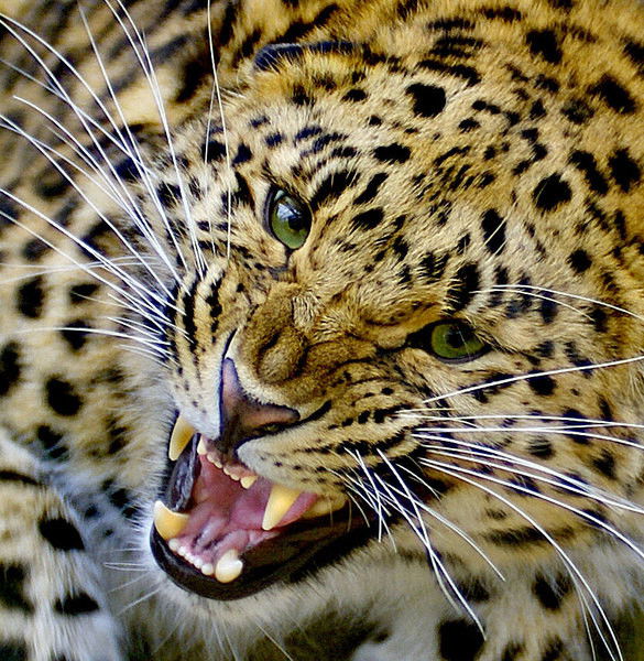 Валентинка