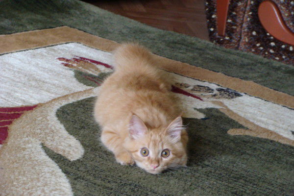 Мюлия Мирончук