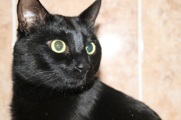 Татьяна Мухина