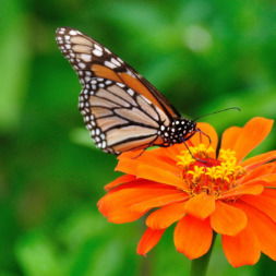 Прохорова Елена Евгеньевна