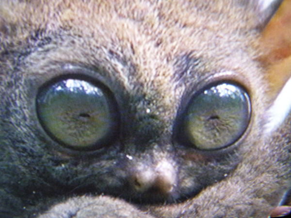 Юрий Иванченко