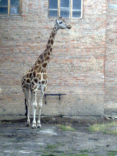 Полина Войтович