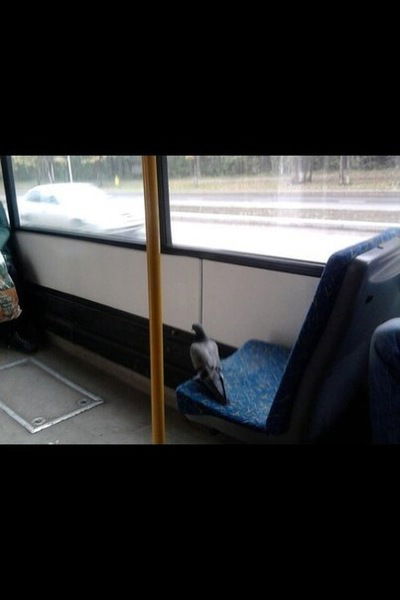 Слава Багирян