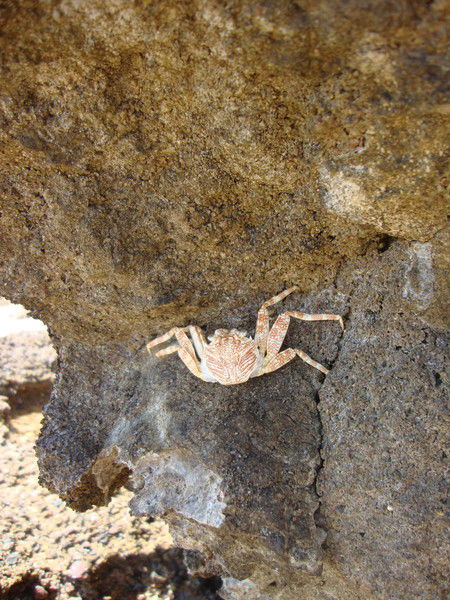 Ооо Альфа Стройсервис Строительная Фирма