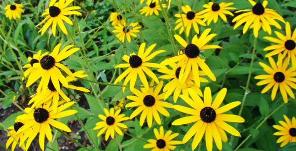 Елена Кузнецова