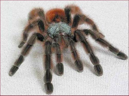 Алексей Прокин