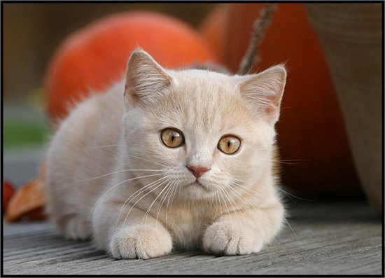 Татьяна Воронина