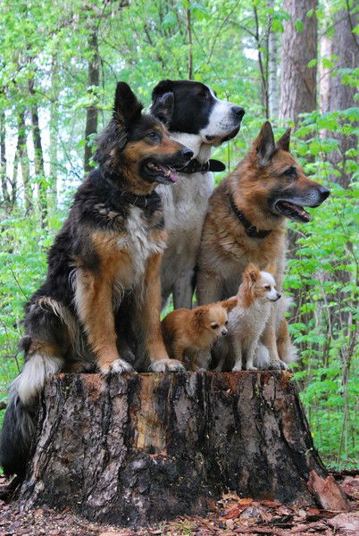 Ирина Ивченко