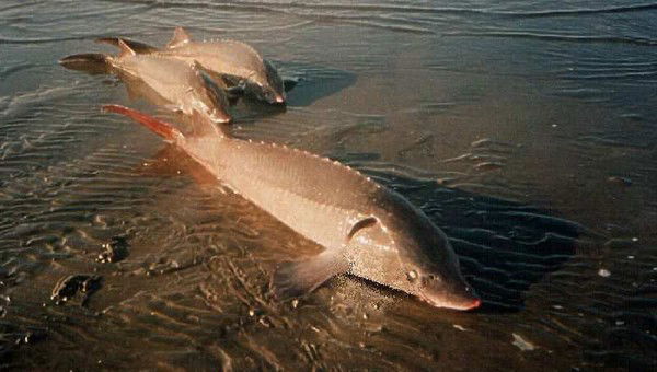 Дмитрий Александрович