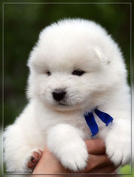 Светланка Коновалова