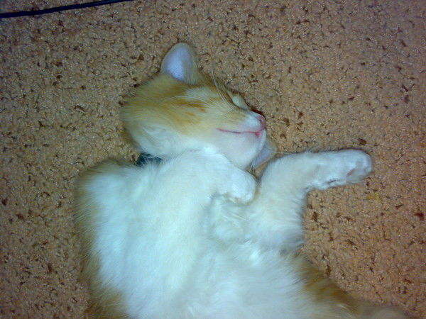 Инна Новакова