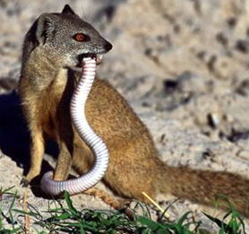 Сергей Чернозуб