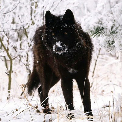 Манас Бегалы