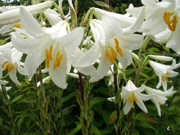 Ира Бардашова