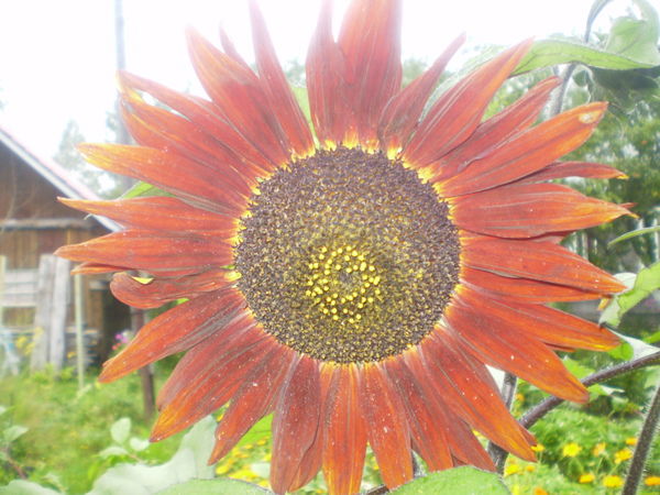 Наталья Кудинова