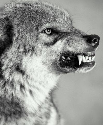 Вильдан Закиров