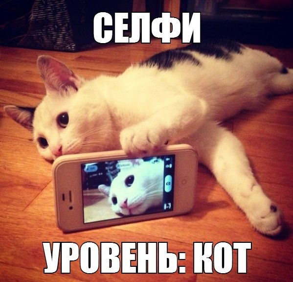 Селфи Кот