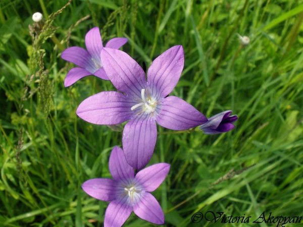 Гульзира Мамырбаева