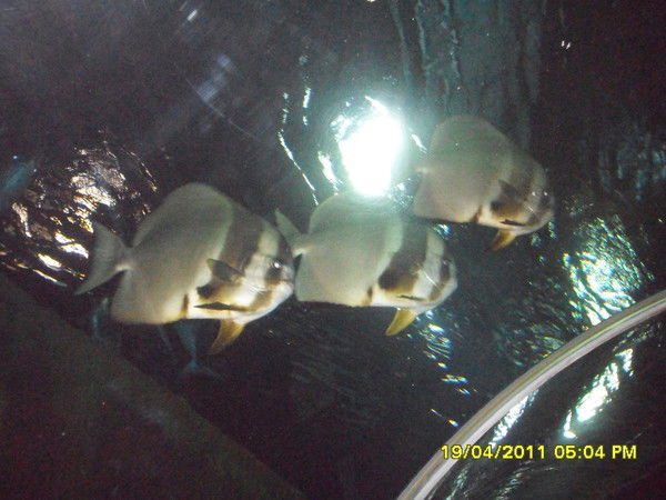 Мусина Мусина