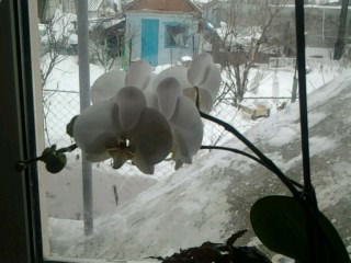 Галина Шандура(Краева)