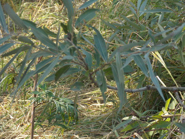 Павел Пылев