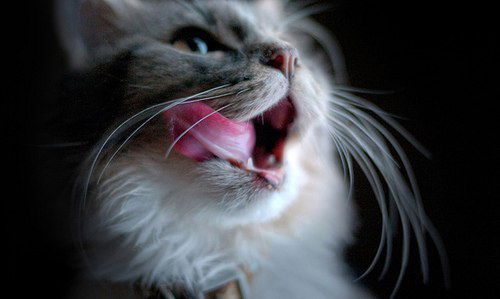 Ленуля Ленуля